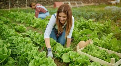 Wie wird man Erntehelfer - Der ultimative Guide für 2023 Wie wird man Erntehelfer - Der ultimative Guide für 2023