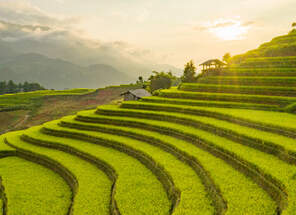 Reise nach Vietnam - Reisterrassen